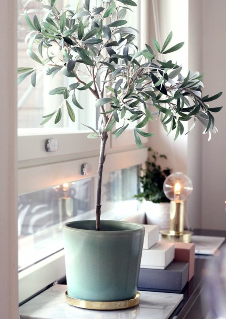 设置公寓小贴士窗台室内植物橄榄树