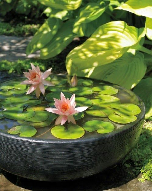 Zen garden mooring Japanese plants lily