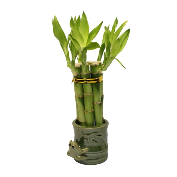 Zimmerbambus buy auspicious bamboo moisturize high