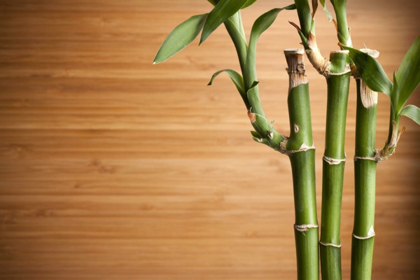 Zimmerbambus buy auspicious bamboo maintain moist wood