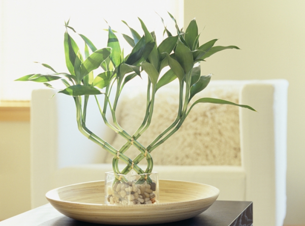 pebble glass container idea bamboo room indoor