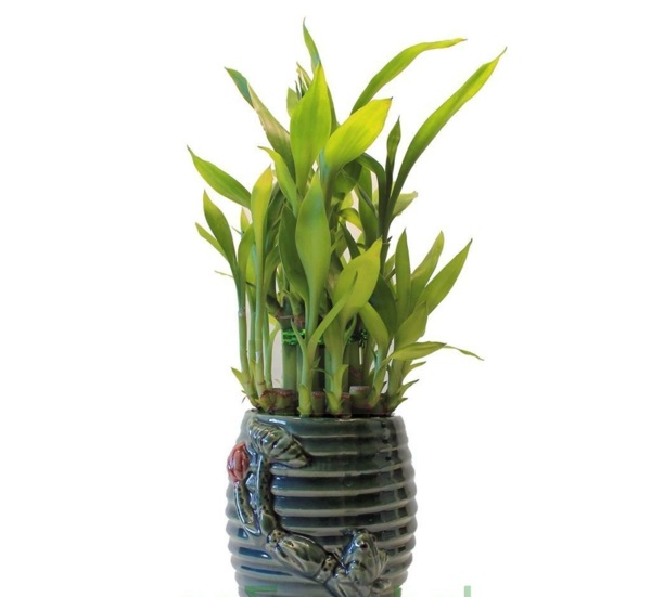 Zimmerbambus buy auspicious bamboo care for wet foliage
