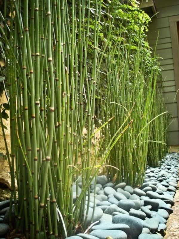 Kamer binnen bamboe kopen geluksbamboe behoud vochtige variëteit