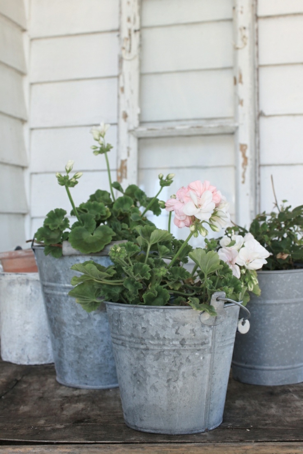 Houseplant сенчести Geranium цъфтящи стайни растения лесно грижи градина растения