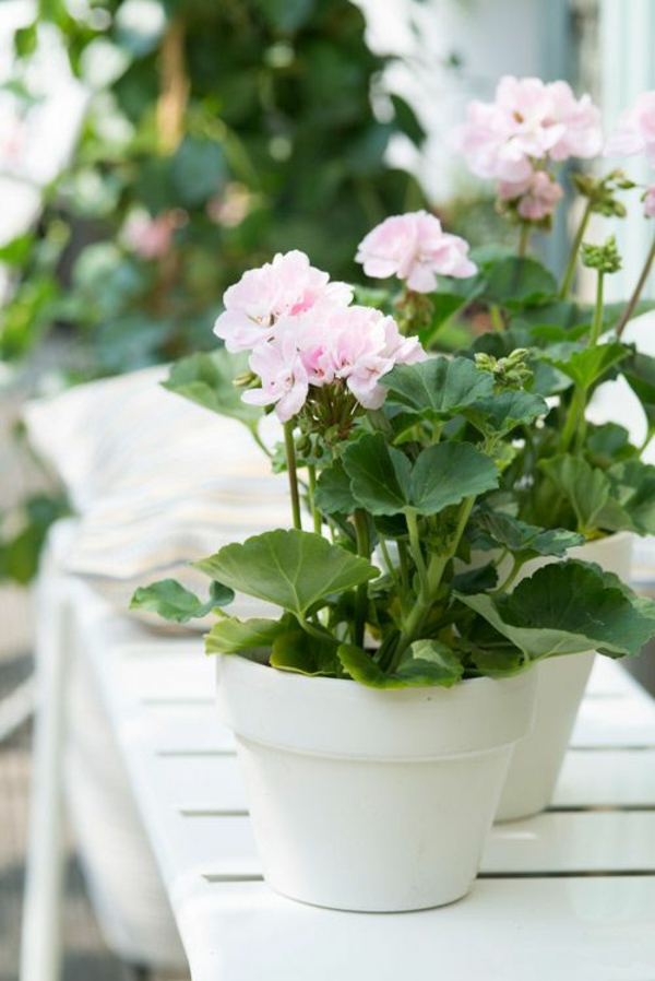 Houseplant σκιά Γεράνι άνθη φυτά εσωτερικού χώρου εύκολο να φροντίσει για