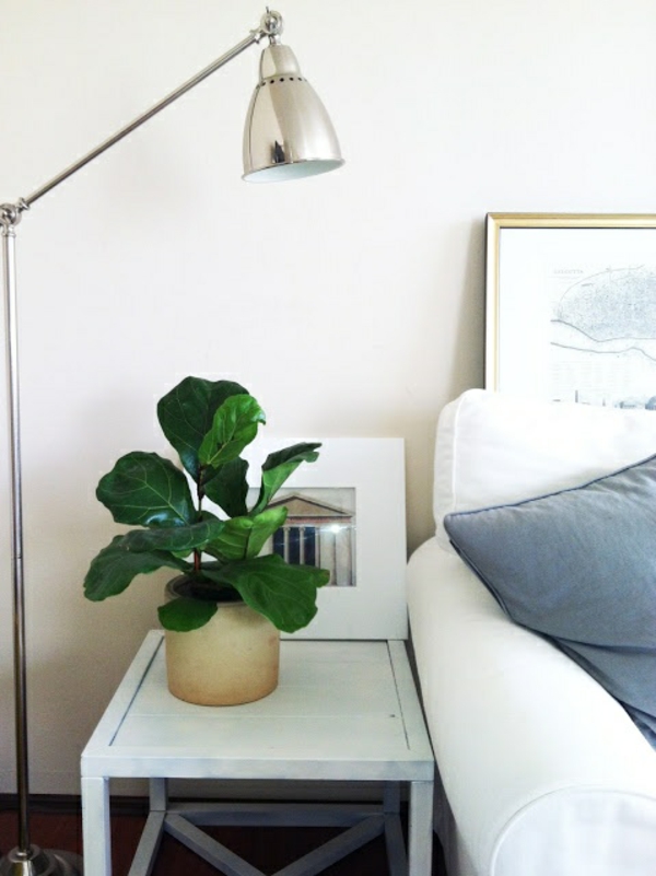 Houseplant σκιά συκιές δωμάτιο δέντρο πράσινα φυτά εύκολη φροντίδα