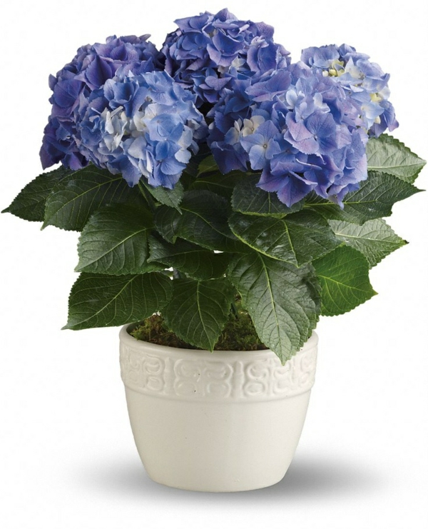 Houseplant σκιερό ορτανσία μπλε ανθοφορία φυτά εσωτερικών χώρων εύκολη φροντίδα