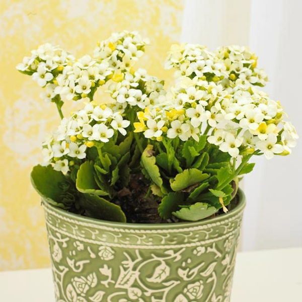 Houseplants that need little light flowerpot