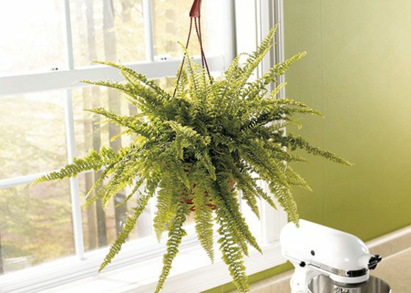 Houseplants that need little light to hang from afar