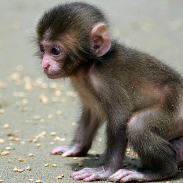 mono como mascota tener bebé