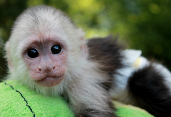 los monos como mascota valen la pena conocer