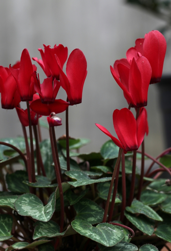 Цикламен червени цветя, означаващи растения