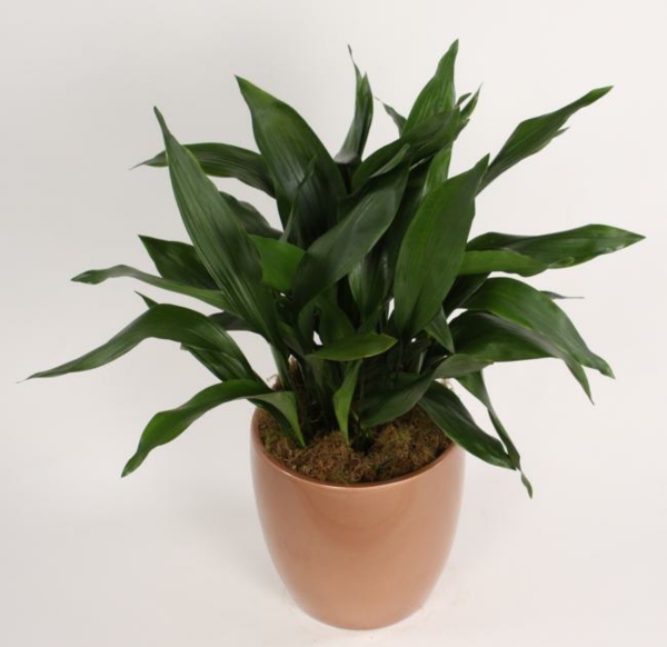 aspidistra indoor plants for dark rooms saturated green
