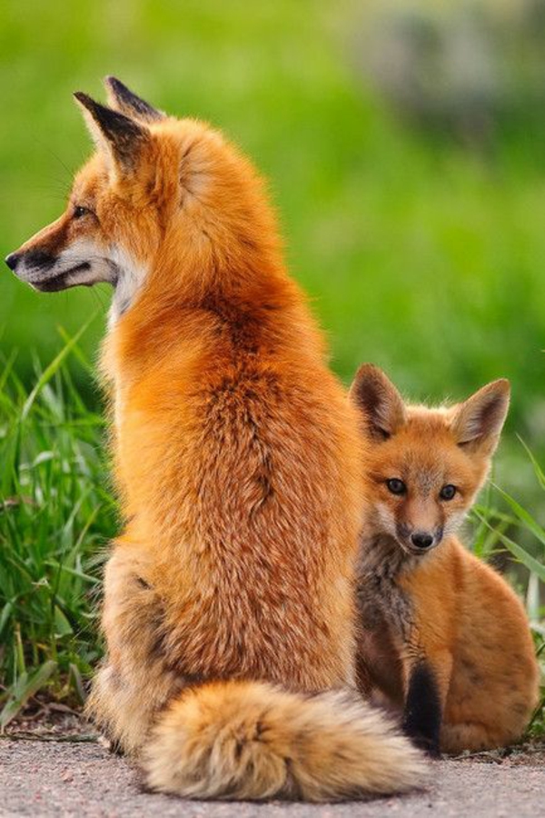 Elegantes mascotas zorro como mascota bebé zorro y madre