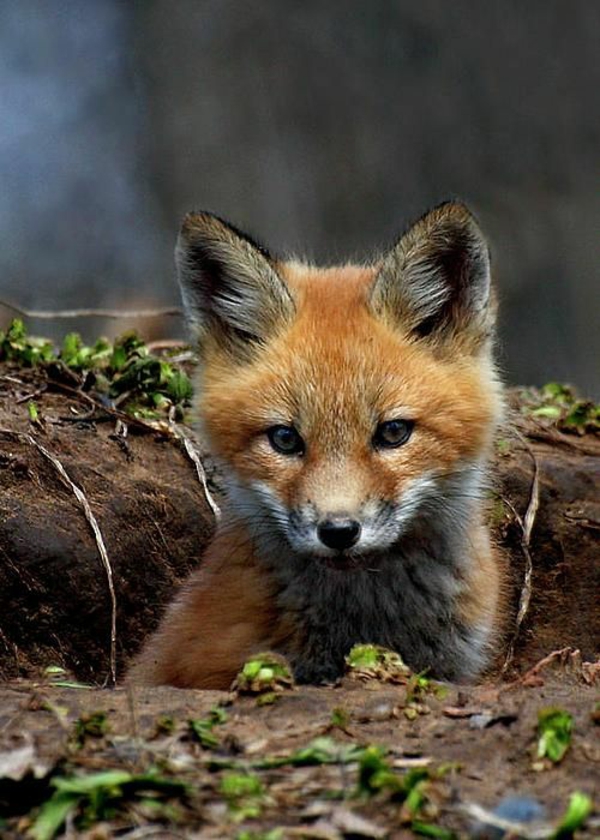 花式宠物狐狸作为宠物宝贝狐狸