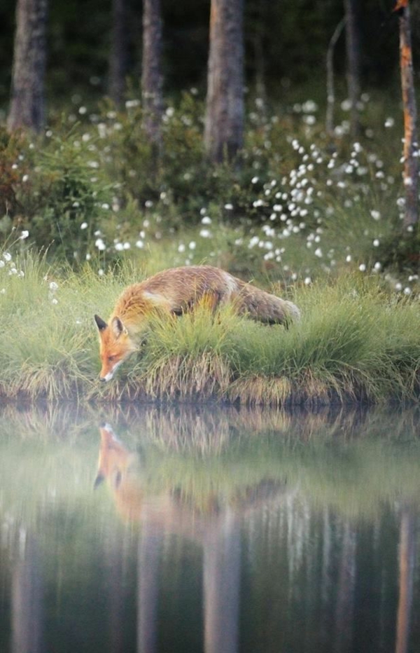 花梢宠物狐狸作为宠物狐狸在自然中