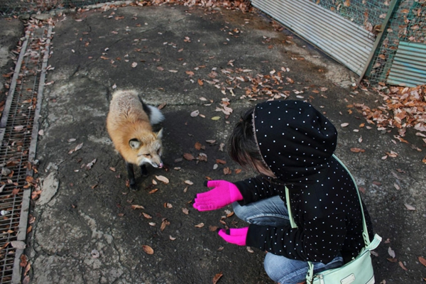 zorro mascotas fox village japón