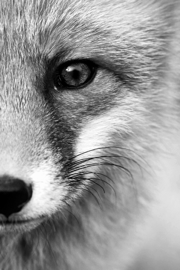 花式宠物狐狸作为宠物的脸