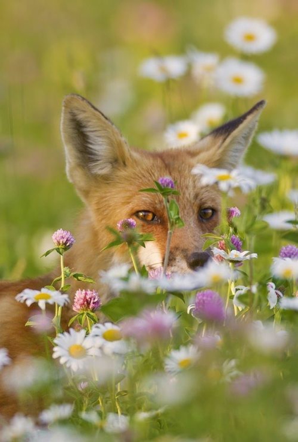 花式宠物狐狸作为宠物在花园里