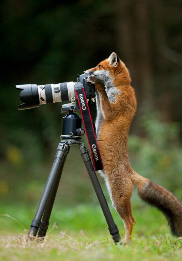 花梢宠物狐狸作为宠物有趣的图片