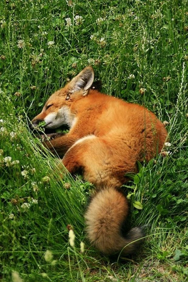 花式宠物狐狸作为宠物睡在花园里