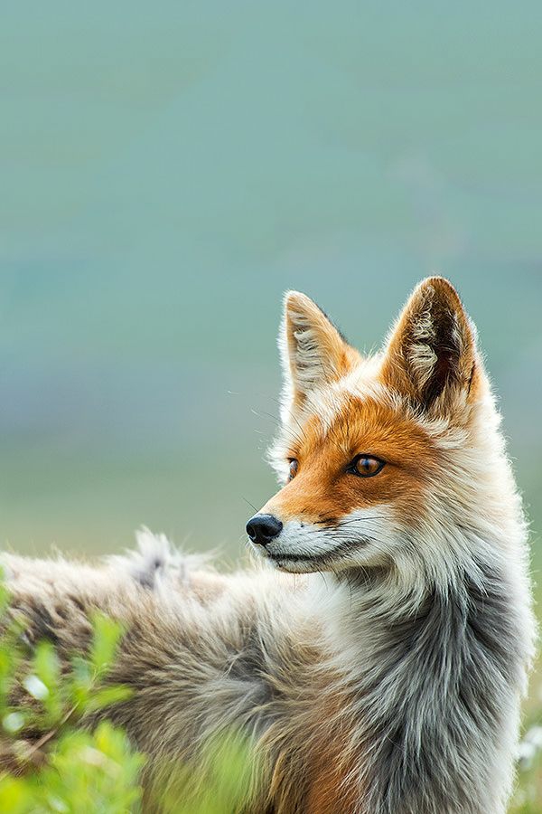 花梢宠物狐狸作为宠物野生动物