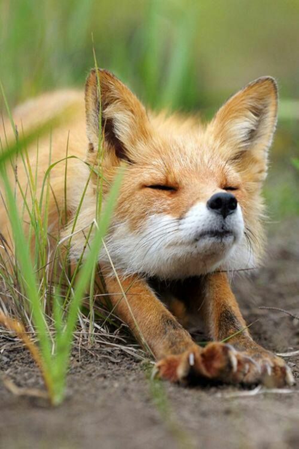 Fuchs宠物可以作为宠物狐狸