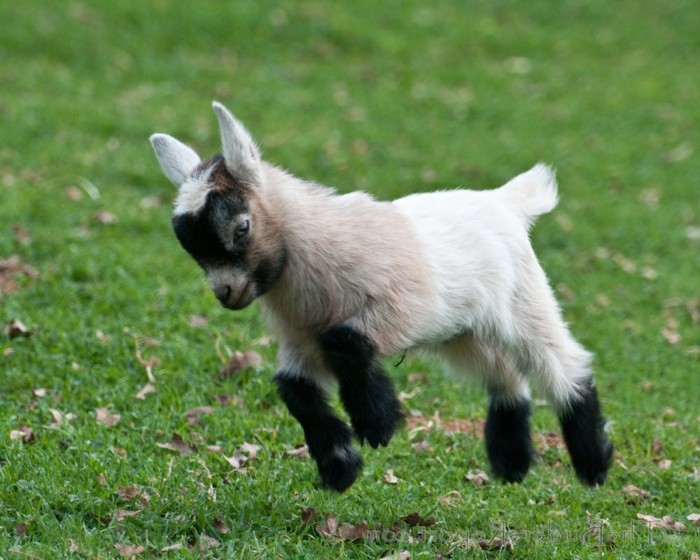 Εξαιρετική κατοικίδια ζώα mini goat
