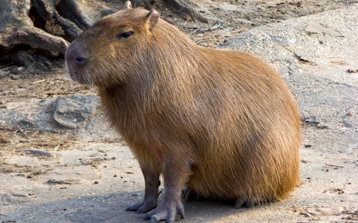 εξαιρετικά κατοικίδια ζώα capybara