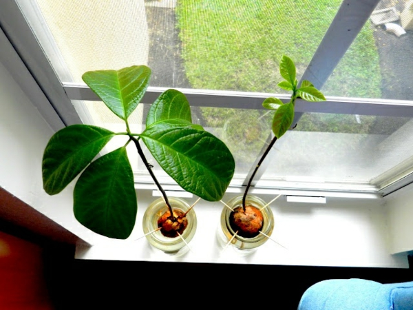 засаждане на авокадо градинарство и засаждане идеи за порода авокадо на прозореца