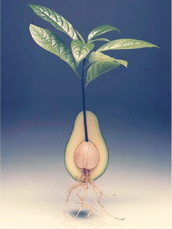 авокадо засаждане градинарство и засаждане