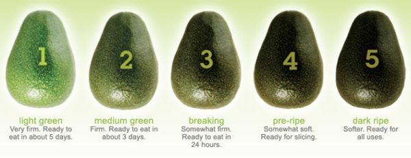 авокадо засаждане зелени зрели етапи