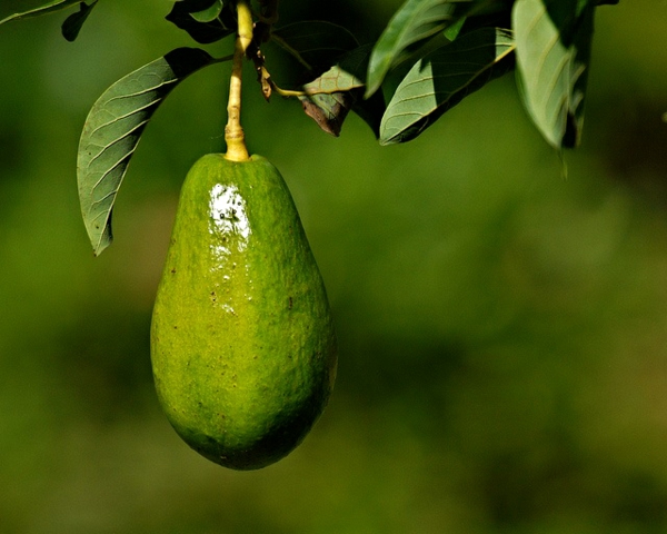 авокадо дърво породи идеи за градинарство