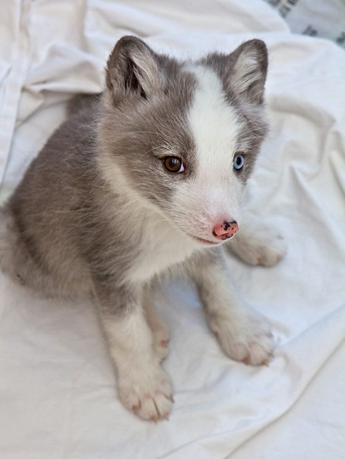 baby husky διαφορετικά χρωματιστά μάτια χαριτωμένα