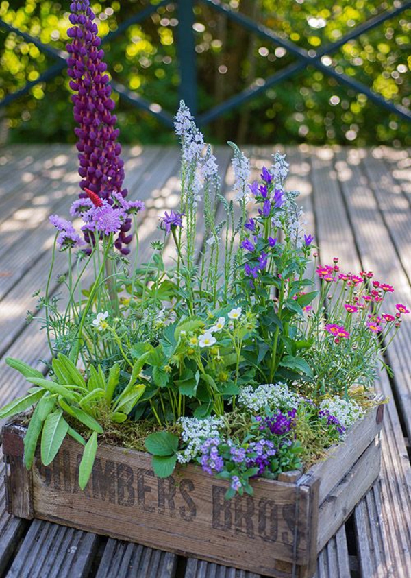 είδη λουλουδιών μπαλκόνι φυτό λουλούδι κουτί ξύλο μοβ