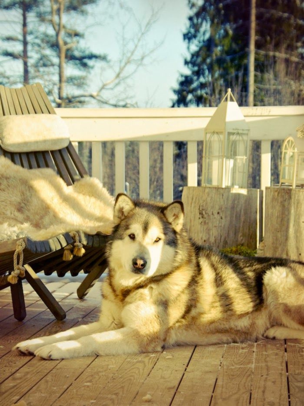 настроение балкон тераса дизайн снимки зимна градина pelmets куче