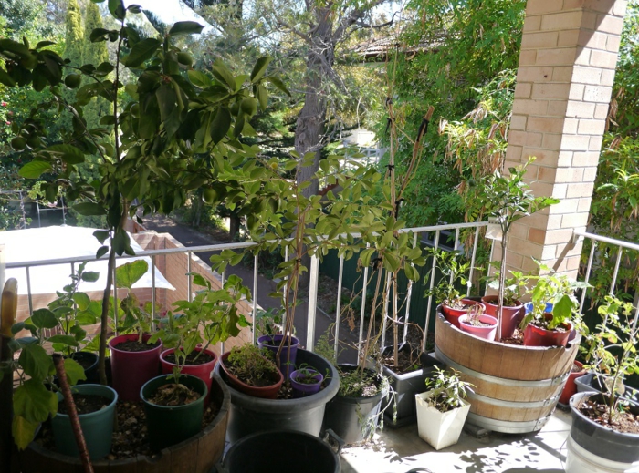 شرفة جعل حديقة صغيرة النباتات شرفة مناسبة