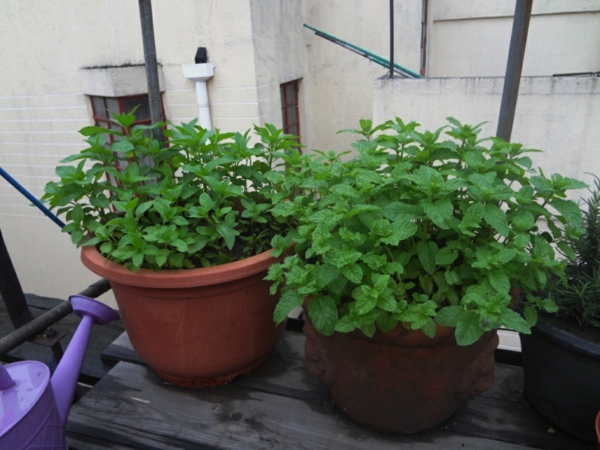 balkon vorm plant groene munt pepermunt