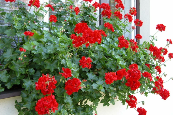 balcony plants geraniums breed red flowers