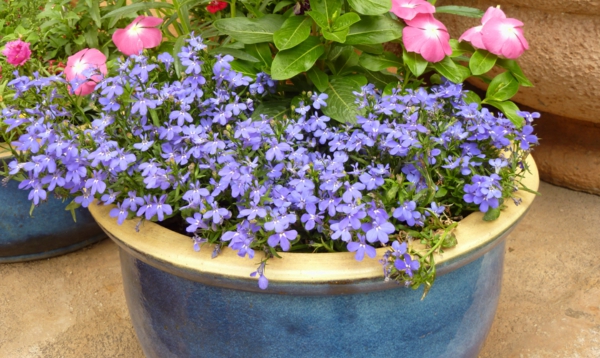 Balkonų augalai lobelia violetinė kartu su kitais augalais