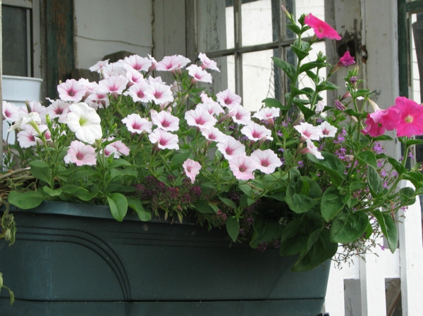 Balkono augalai lengviau rūpinasi petunijos augalais