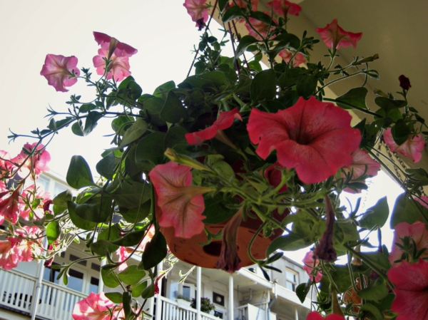 μπαλκόνι φυτά petunia κρέμονται πλαίσιο μπαλκόνι