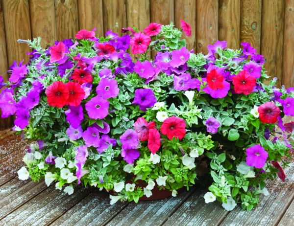 μπαλκόνι φυτά petunia διαφορετικά χρώματα