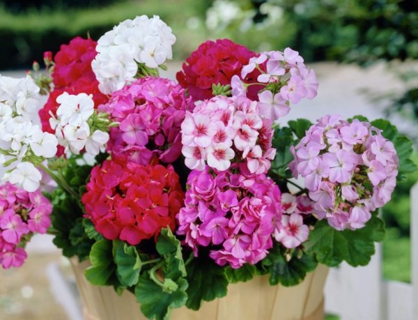 Balkonų augalai lengva priežiūra geraniums skirtingomis spalvomis