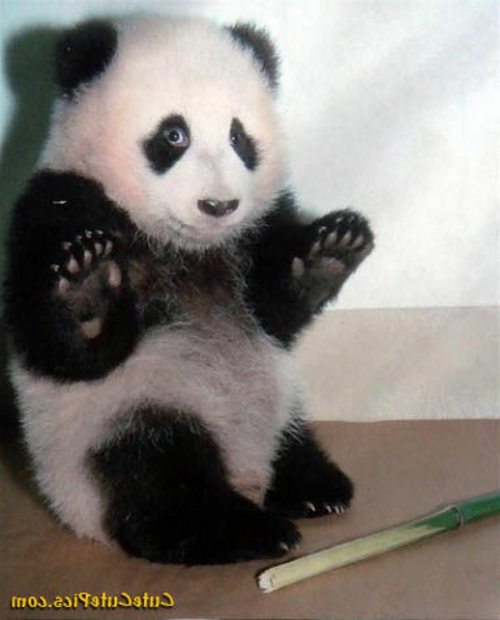 panda oso de bambú lindo lindo