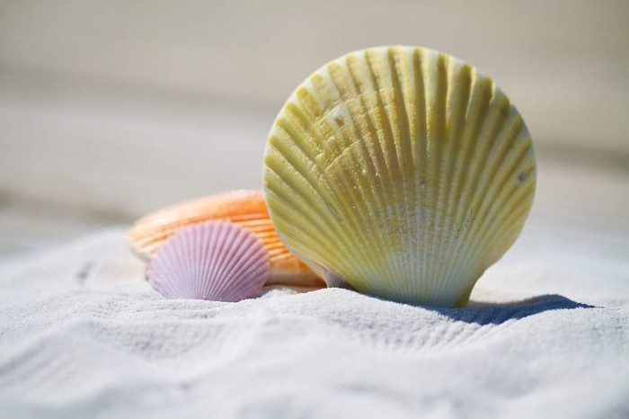 juguetear con conchas marinas vacaciones de verano juguetear con materiales naturales diy ideas coloridas