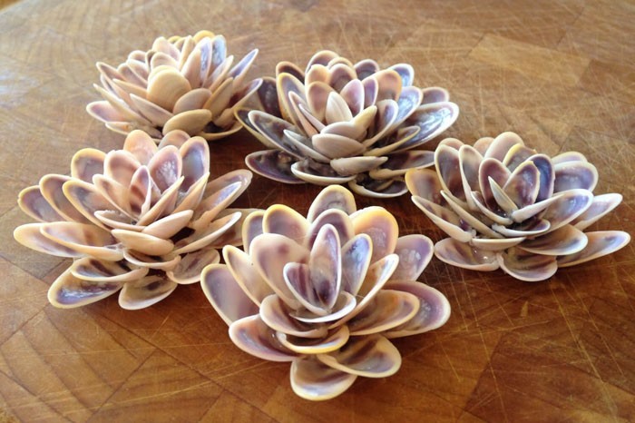 Tinker με κοχύλια καλοκαιρινές διακοπές tinker με φυσικά υλικά DIY ιδέες λωτός λουλούδι