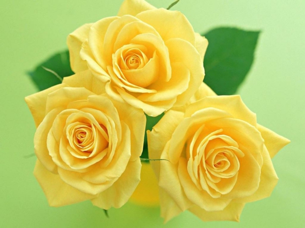 يعني الورود الصفراء روز sybolik