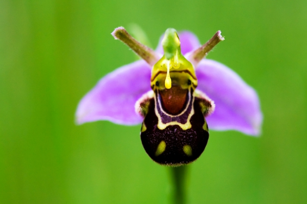 abeille orchidée orchidées espèces fleurs