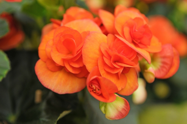 begonia έννοια υγεία πορτοκαλί όμορφη διακόσμηση ιδέες
